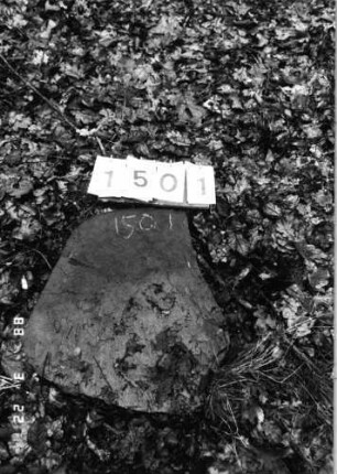 Grabstein 1501 (Index: 99903959) Material: Sandstein Zustand: Stein umgestürzt und zerbrochen, keine Inschrift erkennbar Besonderheit: keine Maßangaben: Grabstein 1501