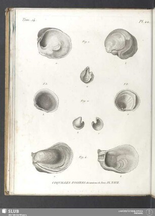 Coquilles fossiles des environs de Paris. PL. XXVII