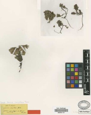 Veronica caespitosa Boiss. [syntype]