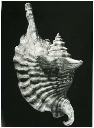 Strombus perurianus Sw., Westküste Südamerikas