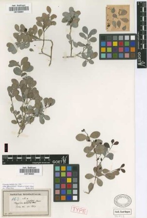 Myginda integrifolia Poir. f. C.'Wright ex Griseb. glaucifolia[type]
