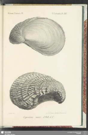 Pl. 587