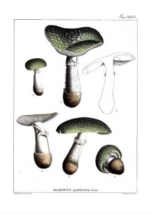 Tav. XXVI. Agaricus pantherinus Linn.