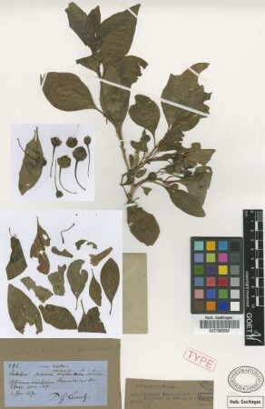 Iochroma australe Griseb.