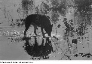 Hund am Flussufer im Gegenlicht