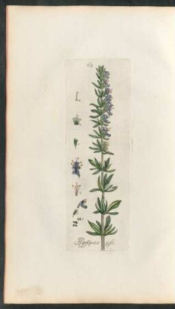 168. Hyssopus officinalis