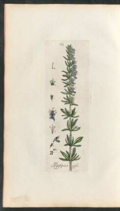 168. Hyssopus officinalis