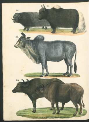 Tafel: [Fig. 157.-164.]