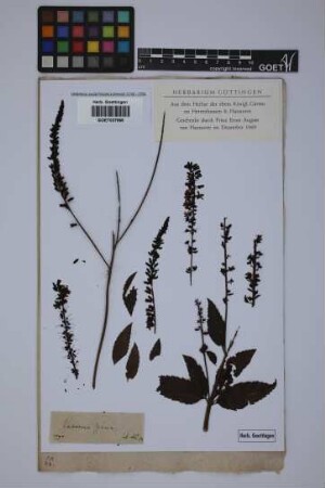 Veronica spuria spuria L.