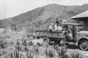 Agaven-Pflanzung : Arbeiter bewässern eine Sisalpflanzung (Sisal-Agave (Agave sisalana)) in Mafi.