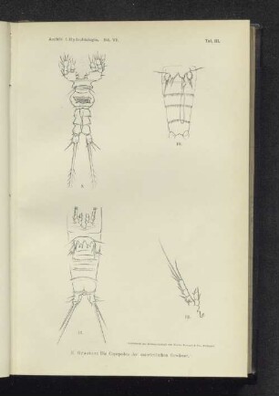 Taf. III. Die Copepoden der unterirdischen Gewässer.