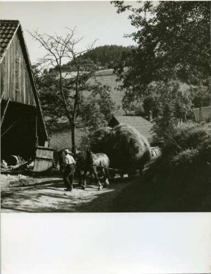 Heuernte im Schwarzwald