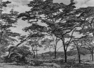 Bäume : Bäume in Tansania unweit des Mount Hanang