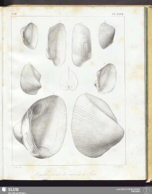 Pl. XXXI