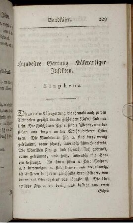 Hundestre Gattung Käferartiger Insekten. Elaphrus.