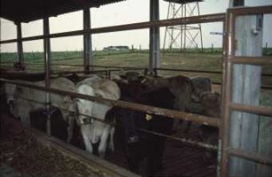 Fotografie: Tierproduktionsverfahren, Vollspaltenboden, Fressgitter