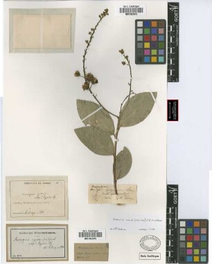 Mascagnia rigida (A. Juss.) Griseb.