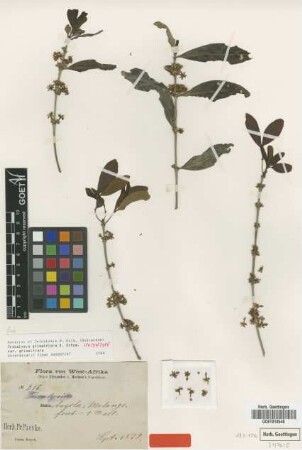 Tricalysia griseiflora K.Schum. [Isosyntype]
