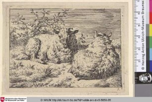 [Zwei wiederkäuende Schafe; Two recumbent Sheep]