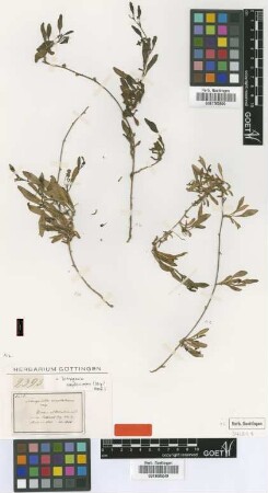 Tetragonella amplexicoma Miq. [type]