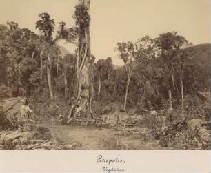 Vegetation Petropolis, Brasilien