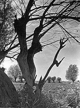 Kopfweiden (wohl Korb- und Salweiden, Salix viminalis und Salix caprea)