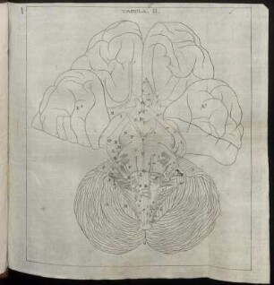 Tabula. II.