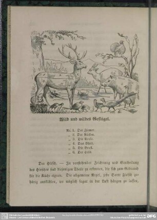 Wild und wildes Geflügel