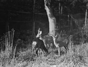 Rudel Rehe
