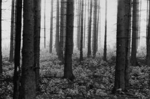 Wald