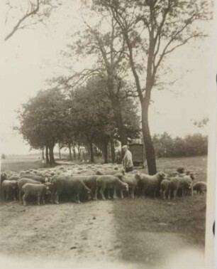 Fotografie, Wardin (Wardyń)