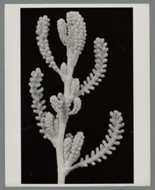 Heiligenkraut, Spross (Santolina chamaecyparissus)