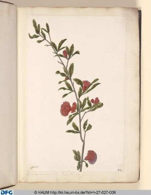 Punica; flores pleno; majore. s. Balanstias, flore pleno, majore.