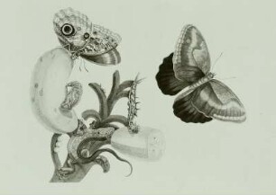 Metamorphisis Insectorum Surinamensium