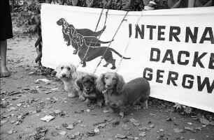 Zuchtschau des Internationalen Dackelclubs Gergweis beim Schützenhaus am Turmberg.