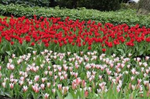 Keukenhof - Tulpenbeet