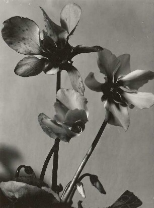 Zimmer-Alpenveilchen (Cyclamen persicum), auch Persisches Alpenveilchen. Blüten und Knospen