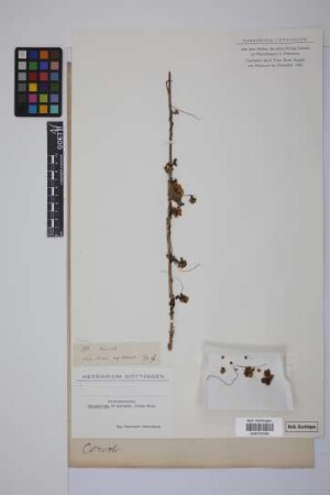 Cuscuta