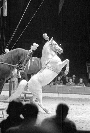 Gastspiel des Zirkus Sarrasani in Karlsruhe.