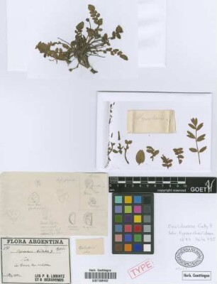 Hypseocharis tridentata Griseb. [holotype]