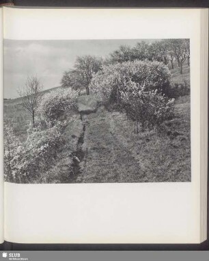 Rheinhessische Landschaft