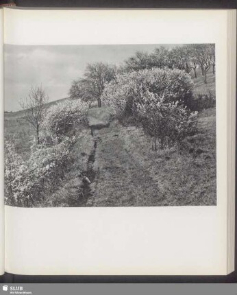 Rheinhessische Landschaft