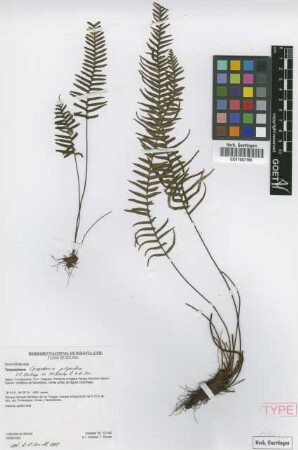 Ceradenia pilipecten L.E.Bishop ex M.Kessler & A.R.Sm. [paratype]