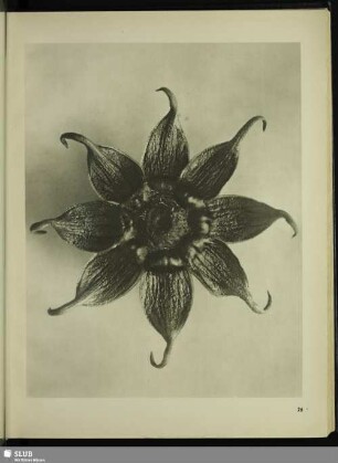 Cosmos bipinatus (Compositae). Schmuckkörbchen, Mexiko-Aster. Kelchblätter in 8facher Vergrößerung