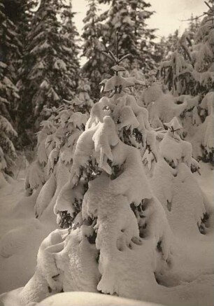 Lausitzer Bergland. Mönchswalder Berg, Winterbild: Fichten im Schneemantel