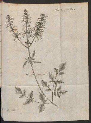 Salvia japonica