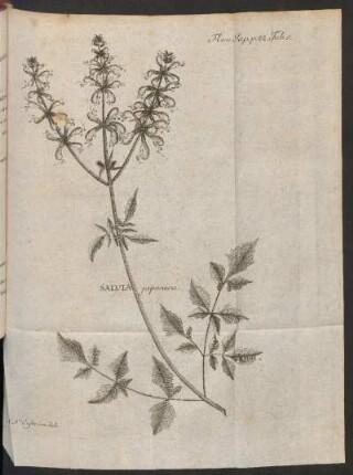 Salvia japonica