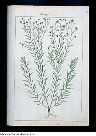 Flachs, Seite 167
