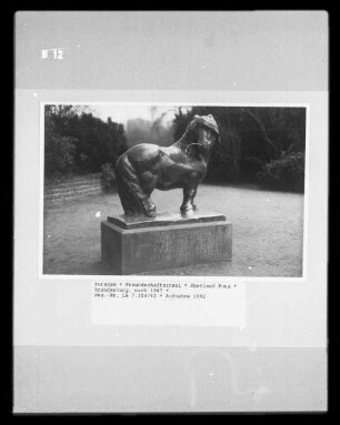 Shetland Pony
