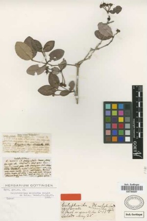 Calyptranthes micrantha C.Wright ex Griseb.